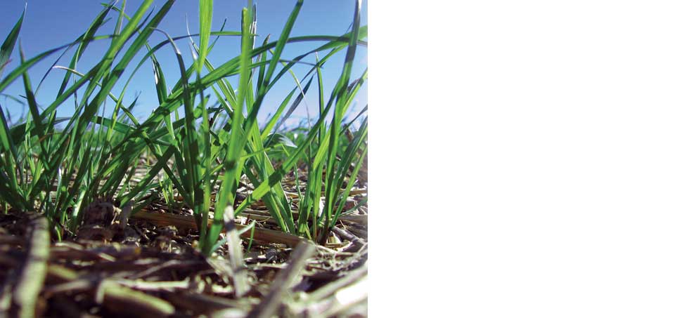 Oregon-Grown Ryegrass