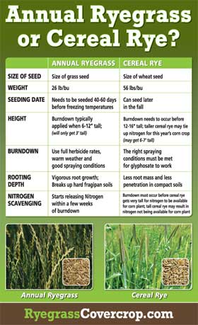 Oregon-Grown Ryegrass Overseeeding