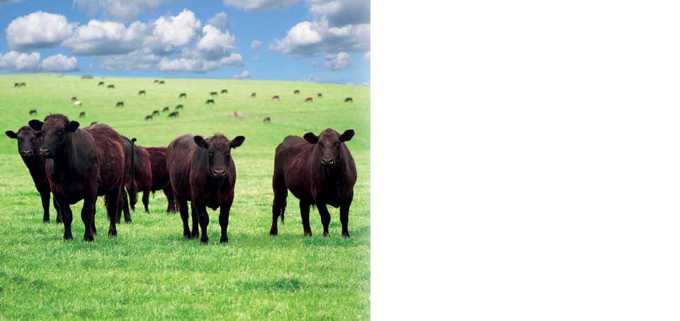 Oregon-Grown Ryegrass